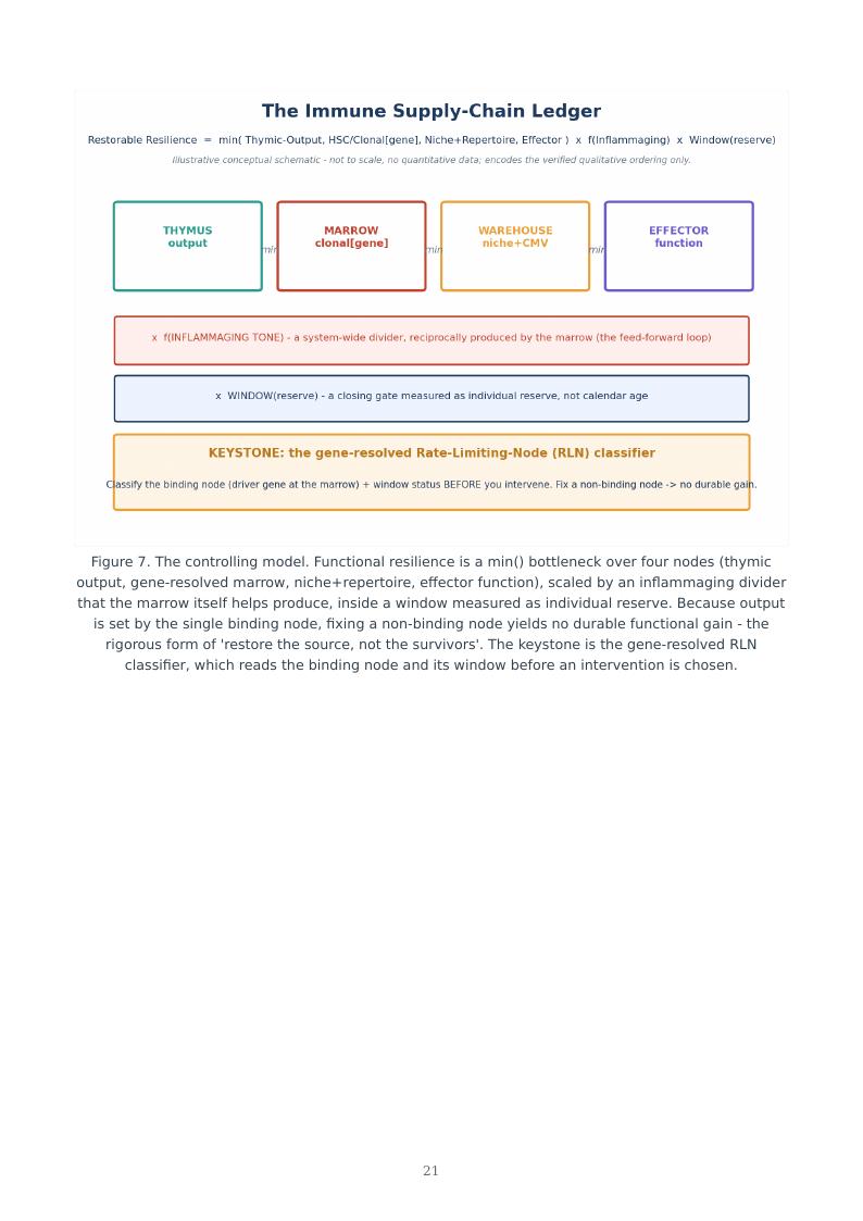 Immune Aging Supply Chain research report preview page 21