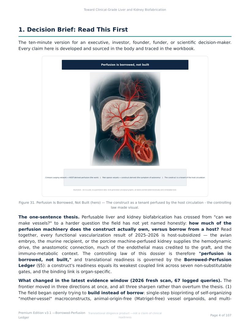 Perfusable Vascular Networks research report preview page 4