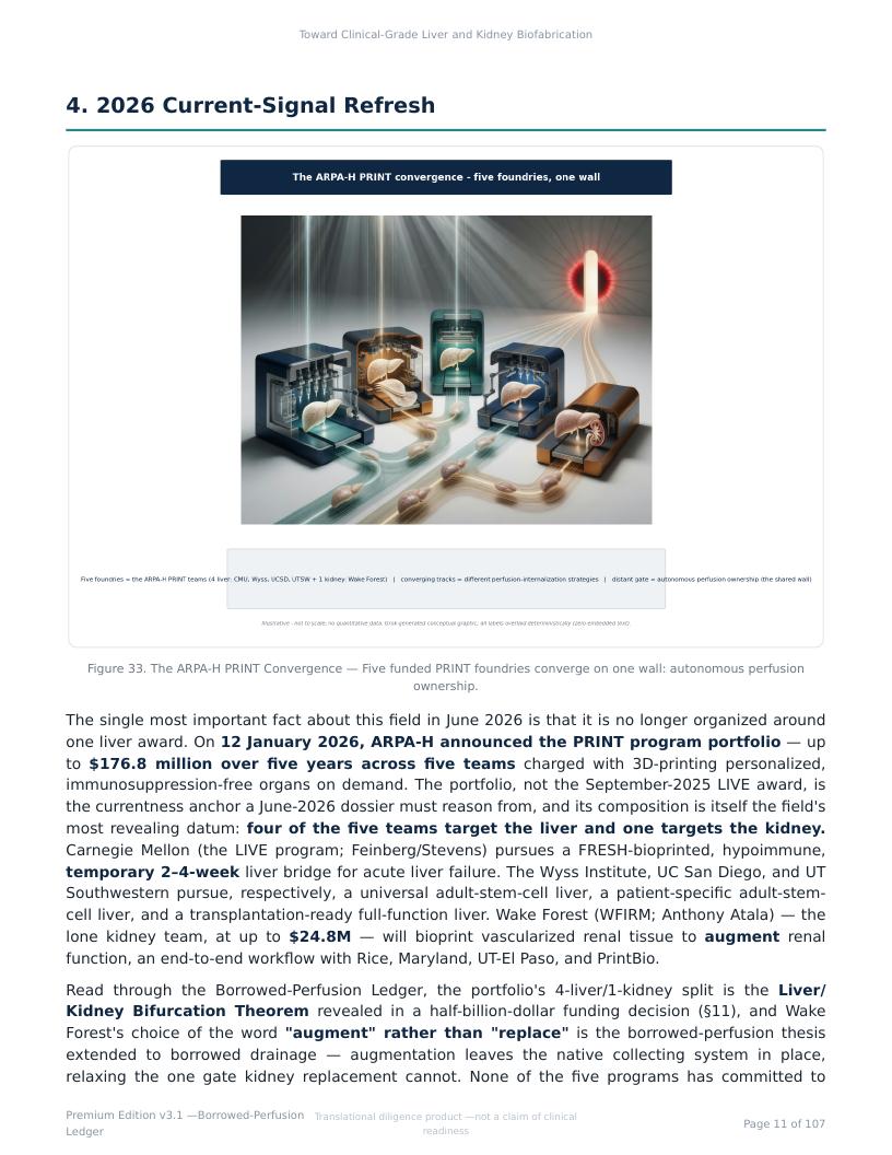 Perfusable Vascular Networks research report preview page 11