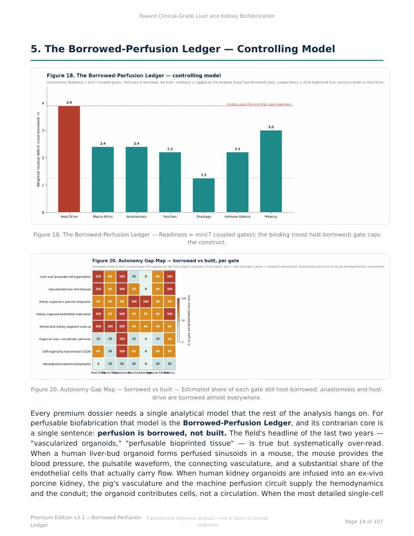 Perfusable Vascular Networks research report preview page 14