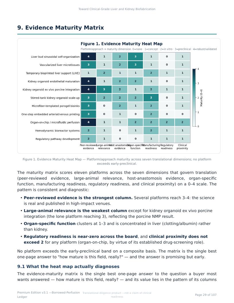 Perfusable Vascular Networks research report preview page 29