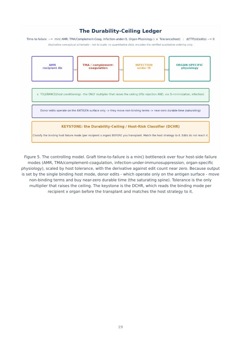 Xenotransplantation Durability Ceiling research report preview page 19
